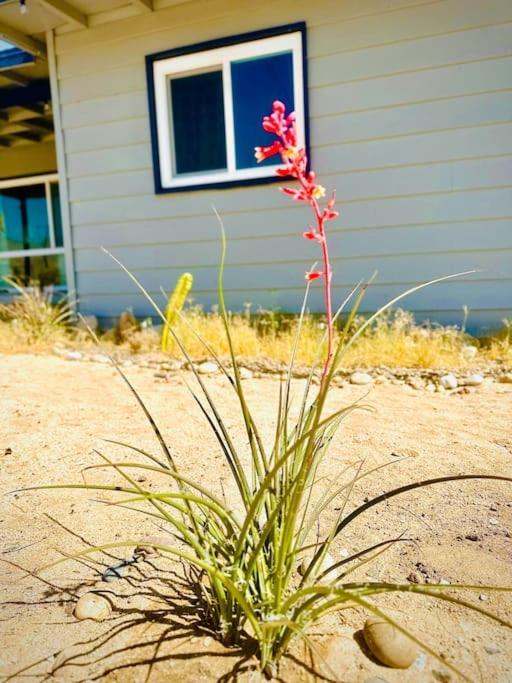 The Desert Monroe-Hot Tub-Firepit-Games-By Joshua Tree National Park 트웬티나인팜스 외부 사진